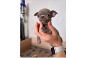 $350 : Cachorros Chihuahua thumbnail
