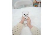 $300 : Maltese puppy thumbnail
