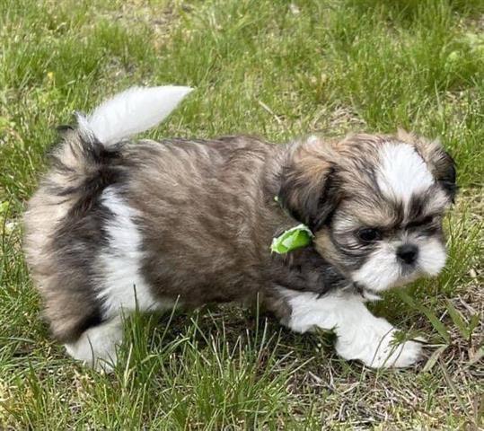 $300 : Cute shih tzu puppies image 2