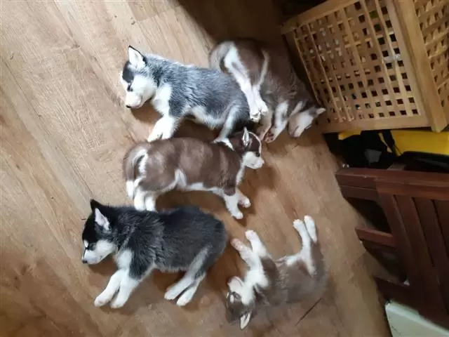 $600 : HUSKY PUPPYS READY image 1