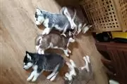 HUSKY PUPPYS READY en Springfield