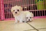 Cachorros malteses para nuevos en Tlaxcala