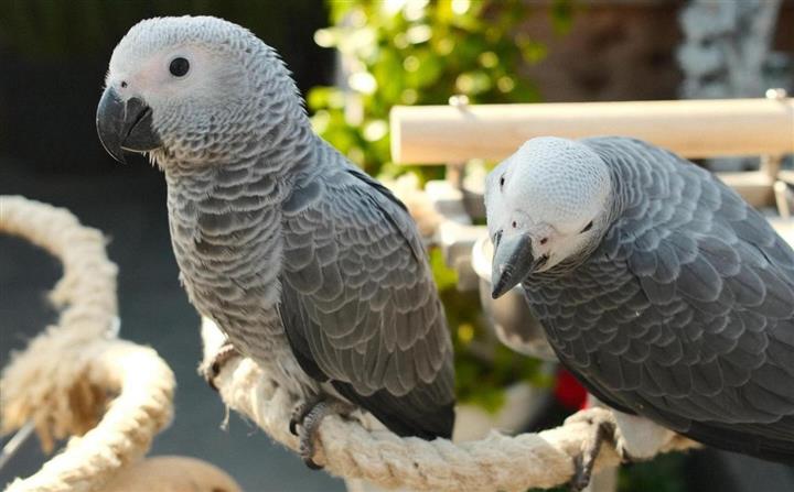 $310 : Super African Grey Parrots image 3