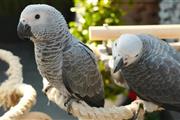 $310 : Super African Grey Parrots thumbnail