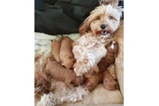 Cachorros Cavoodle en adopción en Los Angeles