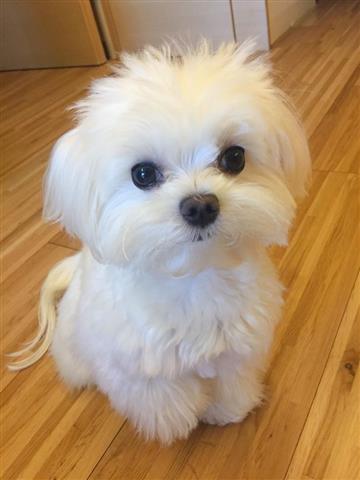 $400 : Hermoso pequeño Maltese image 1