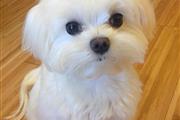 Hermoso pequeño Maltese en Detroit