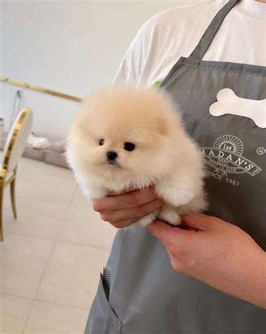 $300 : Pomeranian puppies for sale image 2