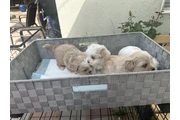 $300 : Maltipoo puppies thumbnail