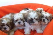 Adorable Shih Tzu Puppies, thumbnail