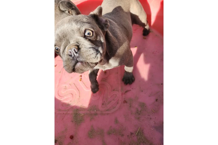 $550 : French bulldog image 5