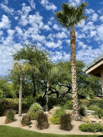 Tree Maintenance in Phoenix! image 3