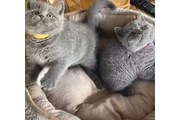 $310 : 2 British Shorthair azul listo thumbnail
