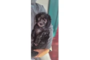 Maltipoo en Ventura