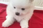 Cachorros de Pomerania en Kings County