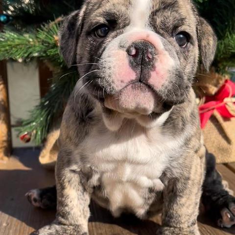 $500 : English Bulldog puppy for sale image 1