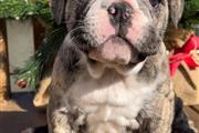 English Bulldog puppy for sale en Chicago