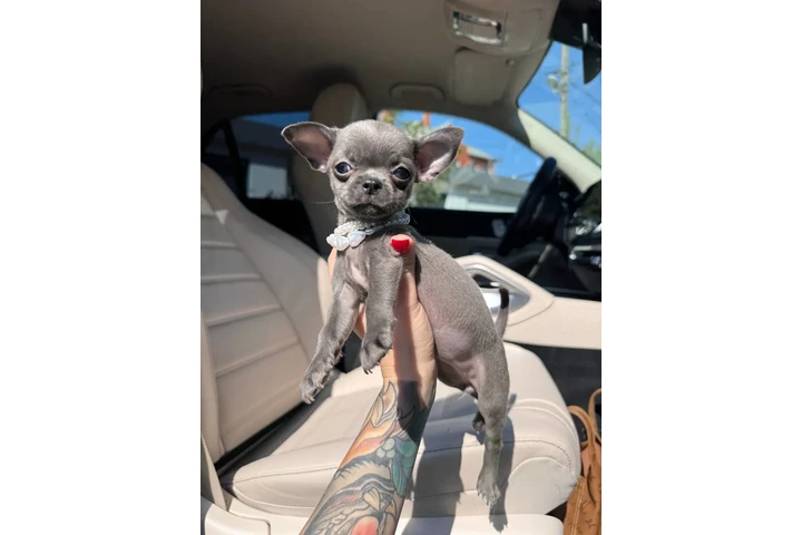 $300 : Teacup Chihuahua puppies image 8
