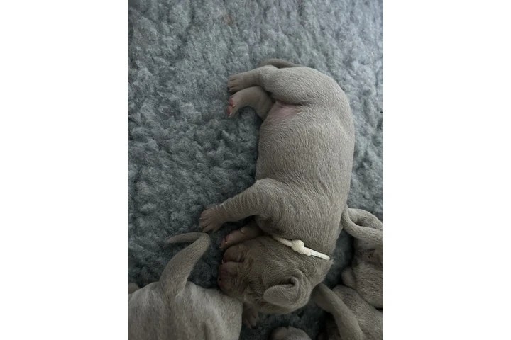 $477 : Weimaraner pups  KC reg silver image 2