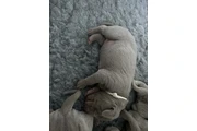 $477 : Weimaraner pups  KC reg silver thumbnail