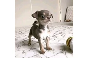 $600 : Chihuahua puppies thumbnail