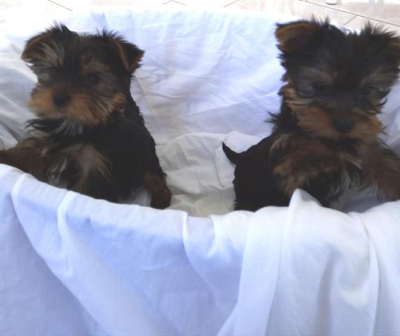 $400 : Cachorros Yorkie Para Adopción image 3