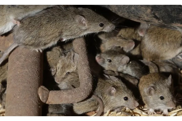 EXTERMINADOR DE PLAGAS 100%100 image 3