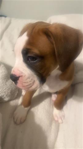 $500 : Lindo cachorro boxer image 3