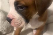 $500 : Lindo cachorro boxer thumbnail
