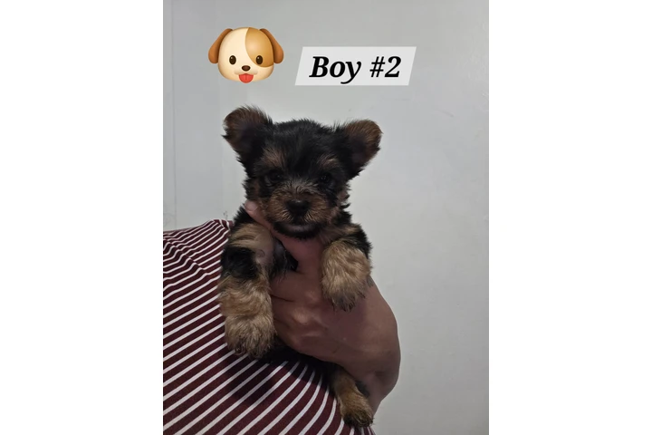 $1300 : Yorkies image 3