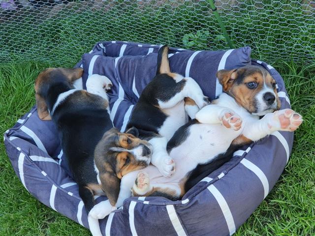 $500 : Beagle Puppies Available image 4