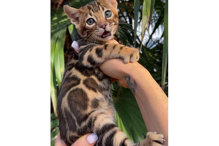 $200 : Gatitos Bengalíes Entrenados image 1