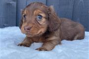 Miniature Dachshund en Silver Spring