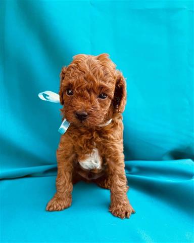 $300 : poodle for adoption/ image 1