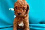 $300 : poodle for adoption/ thumbnail