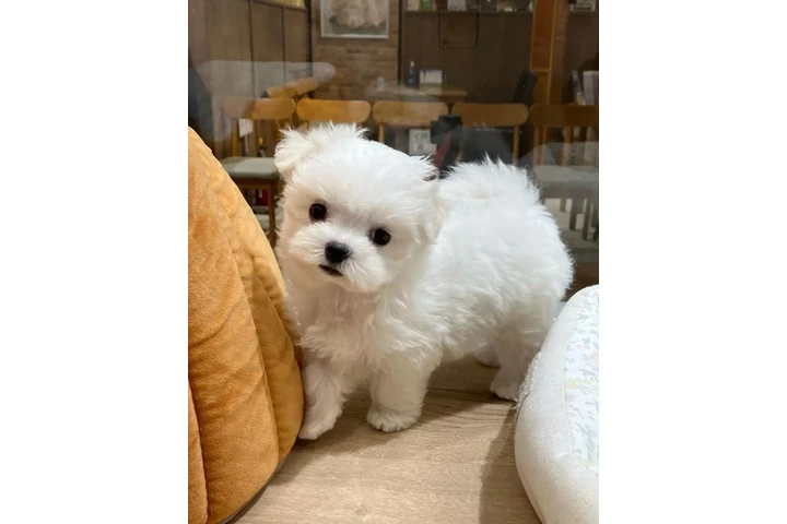 $350 : cachorro maltés image 2