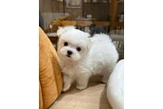 $350 : cachorro maltés thumbnail