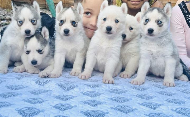 $300 : Adorables cachorros de husky image 1