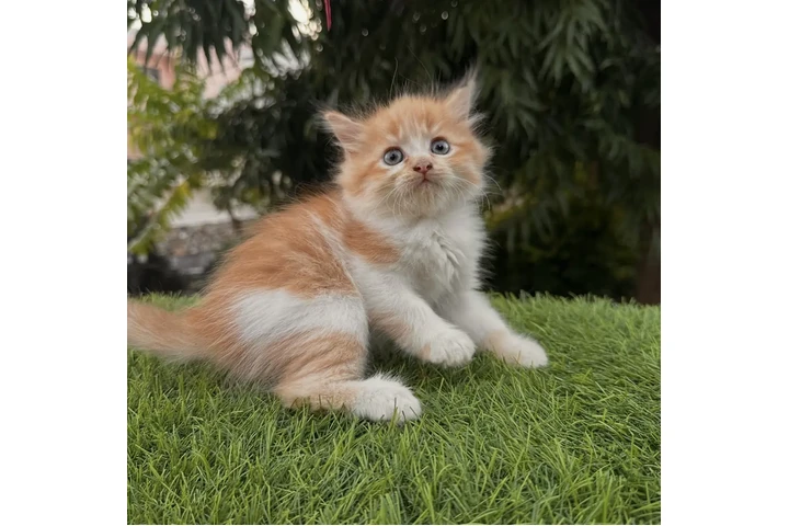 $240 : British shorthair Available image 2