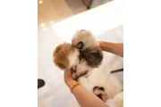 Cachorros Pomerania en venta