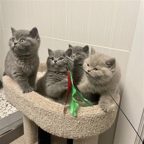 $500 : British Shorthair Kittens. image 1