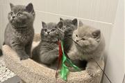 British Shorthair Kittens. en Silver Spring