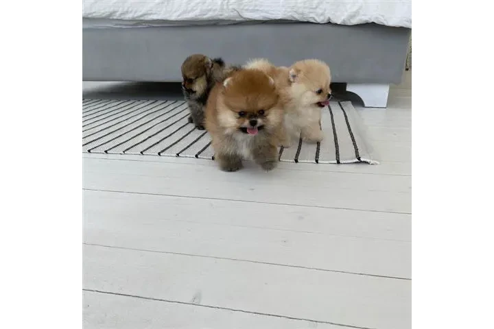 $350 : Pomerania en venta image 1