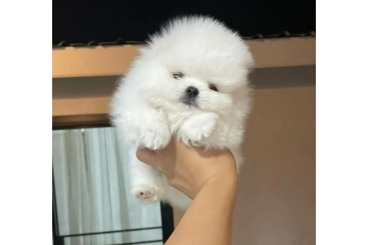 $300 : Pomeranian puppies image 2