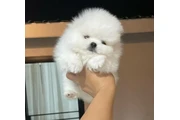 $300 : Pomeranian puppies thumbnail