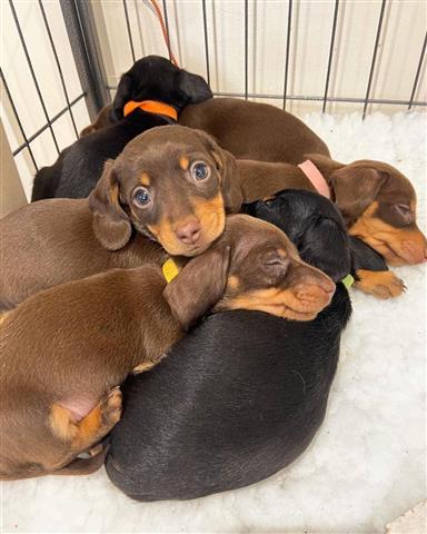 $320 : Dachshund mini image 1