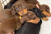 Dachshund mini