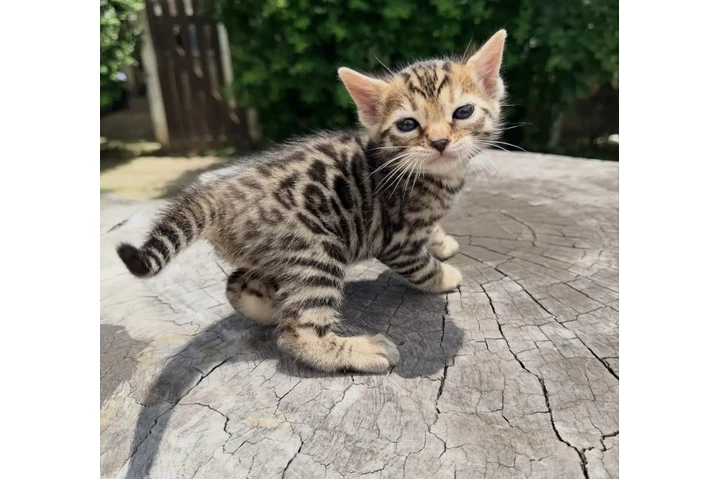 $210 : 3 Bengals Kittens For Sale image 2
