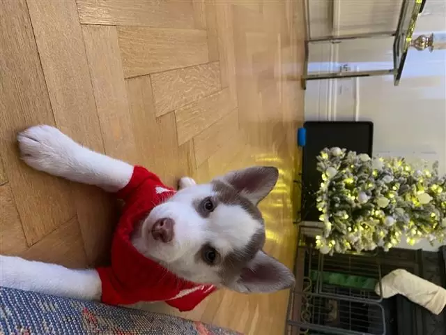 $450 : Buy huskies puppies image 2