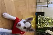 $450 : Buy huskies puppies thumbnail